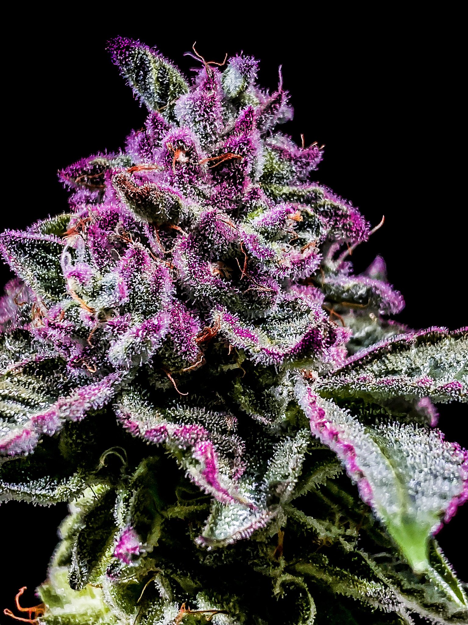 copycat on Twitter "https//t.co/yqmwpjs30j