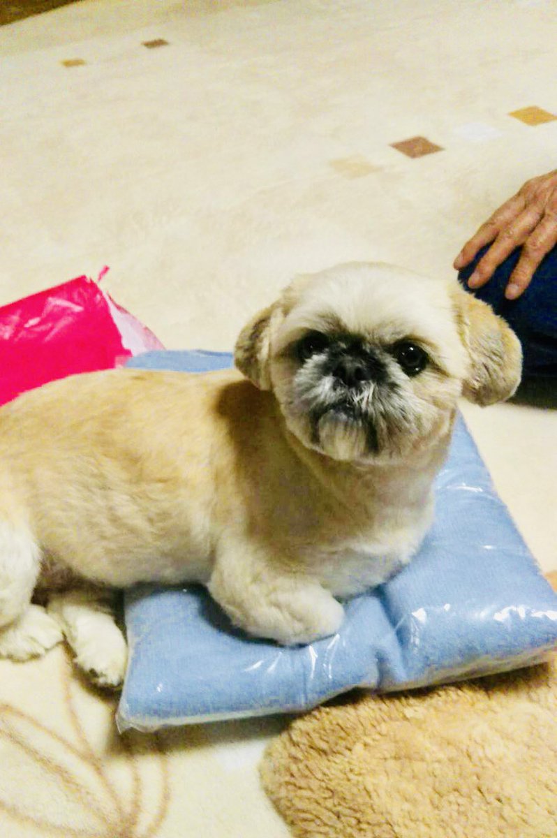 Gobi Gobi Gobigob Twitter