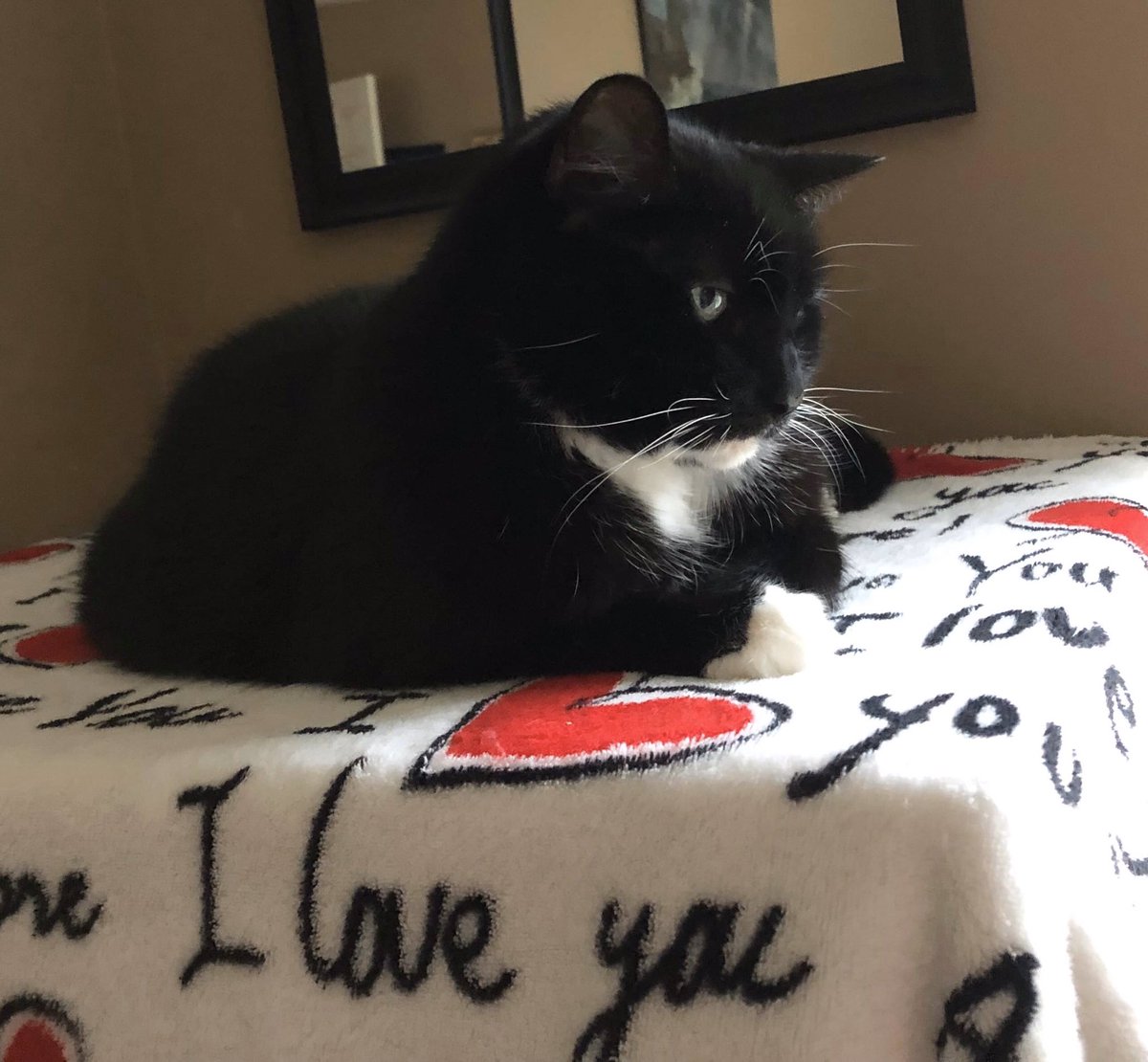 DeclawVetsRevil's tweet photo. Where are my claws? #AVMAmeets #CatVets #AVMAvets #AAHAHealthyPet #vettech #AAHA2020 #AAHAday #njvma #marspetcare #banfield #CElasersvet #VCApetHealth #avma2020 #vcapets #catvets #felinevet #aafp #veterinaryconference #aafp2020 #felinespecialist #catfriendlypractice #studentavma https://t.co/mKnY9K6NHg