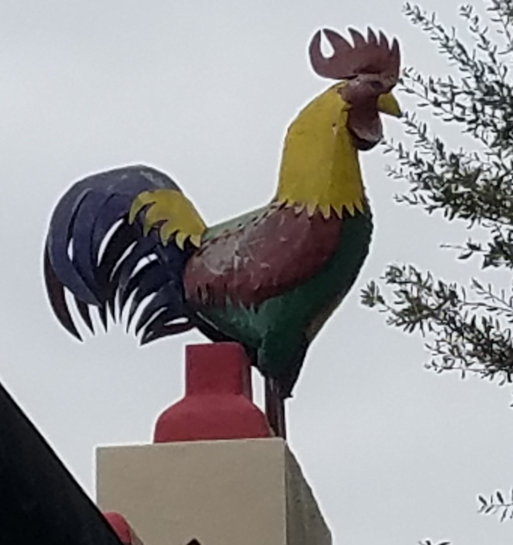 billeecox's tweet photo. Why is it that birds who can barely fly always come off as #impudent and #supercillious let's see you #layanegg https://t.co/N6Daw3X4iX