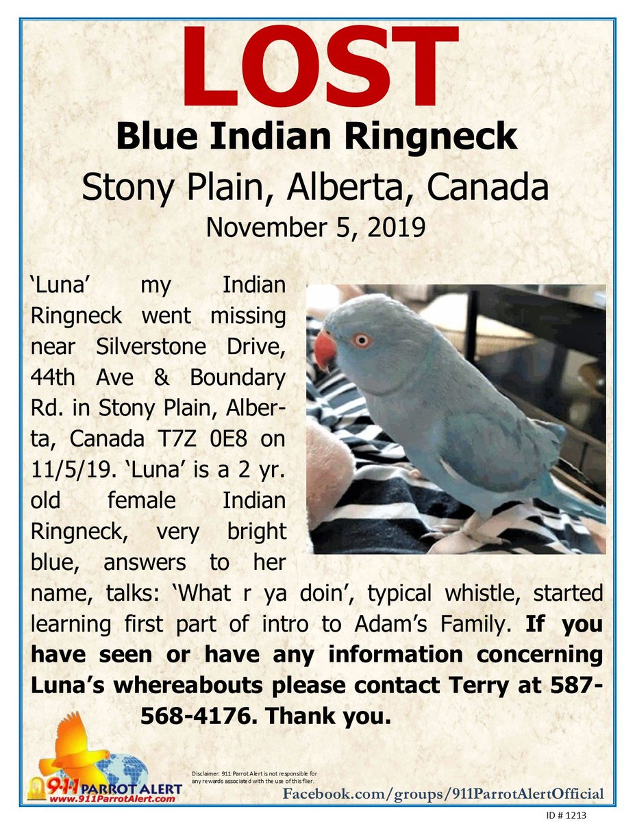 911ParrotAlert's tweet photo. LOST - BLUE INDIAN RINGNECK, 11/5/19, 'Luna', STONY PLAIN, AB, CANADA T7Z 0E8

FB Post: https://t.co/USLyWSj1Jv

#911ParrotAlert #lostbird #lostparrot #lostindianringneck #lostringneck #lostbirdalberta #lostparrotalberta #lostindianringneckalberta #Stonyplain #Alberta #Canada https://t.co/tRQtdTJVCA