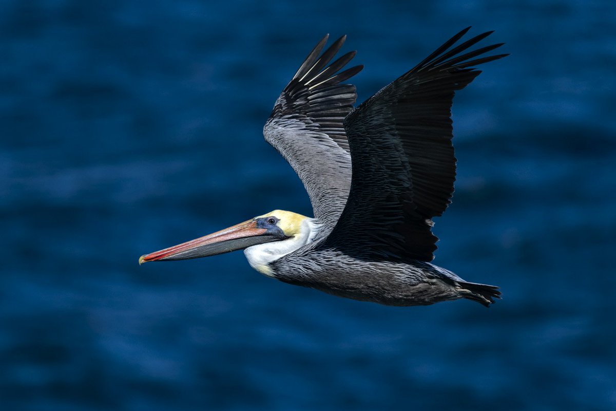 Brown pelicans can live 40 years &amp; incubate eggs w/ their feet. Equally amazing: their stunning colors, contrasted here w/ blue waters off Pt. Lobos SNR, CA. Sigma 150-600mm C. davidfitzsimmons.com  #sigmaphoto #sigmapro #sigmaart #sigma150600 #redriverpaper #davidfitzsimmons