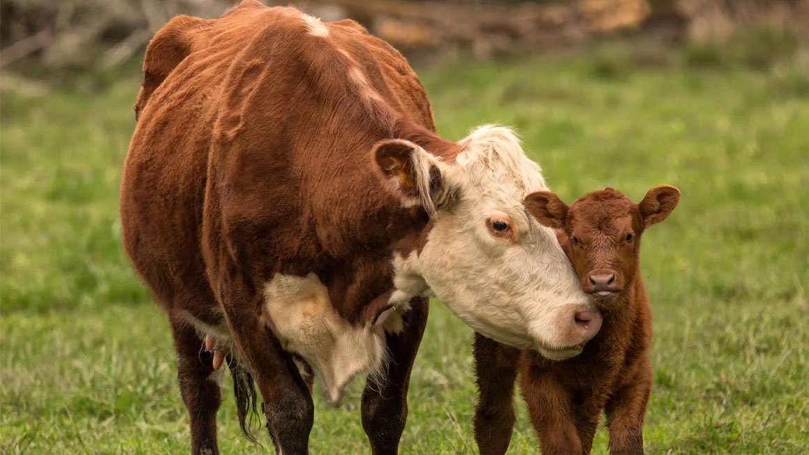 growingamerica.com/features/2019/…
The Last Baby

"This last baby, this last season, the last of his chosen cattle. In this winter of your life sweet momma, we will honor you and the legacy you represent."

#KateMiller
#Cattle
#Calves