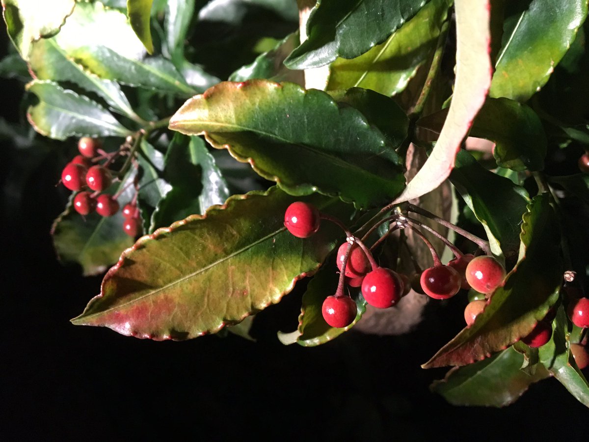 Hatahatake 帰宅したら 庭木に赤い実を見つけました 万両という木です 江戸時代に既に園芸植物として栽培されていた木 そんな木が家にあるなんて知らなかった 興味がないということが 恐ろしく感じました 実 果実 赤 Red 植物 木 風景