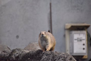 在 Twitter 上觀看圖片