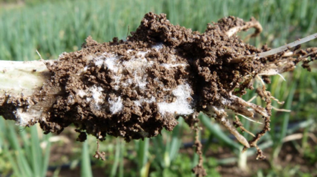 Something for tomorrow. Looking forward to attending @OCC2019 at <a href="/CambridgeCornEx/">Cambridge Corn Ex</a> and talking about our <a href="/AHDB_Hort/">AHDB Horticulture</a> work on #Fusarium and white rot on onion. This one's from our first album... <a href="/rixfarms/">Sam Rix</a> <a href="/WarwickCrop/">Warwick Crop Centre</a> <a href="/WarwickLifeSci/">Life Sciences</a> <a href="/WarwickPlantSci/">WarwickPlantScience</a>