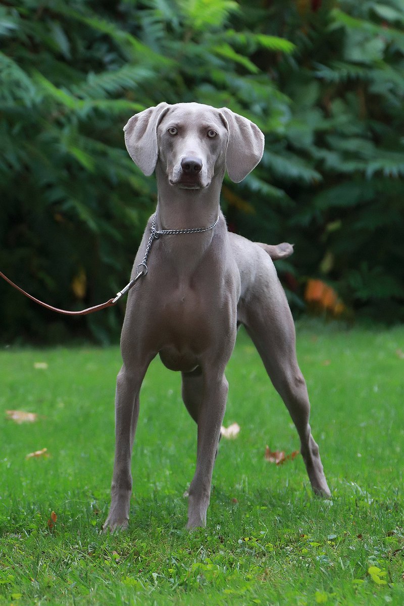 Correctional Service tweet media