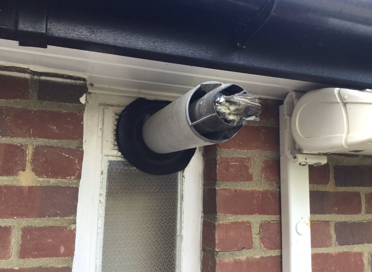 ChiversPlumbing's tweet photo. We visited a boiler breakdown yesterday and unfortunately the cause was found to be a deceased blue tit in the flue. Horrible end for the bird 😢. This is one of the reasons for installing flue terminal guards. https://t.co/ZOVs6NSifa