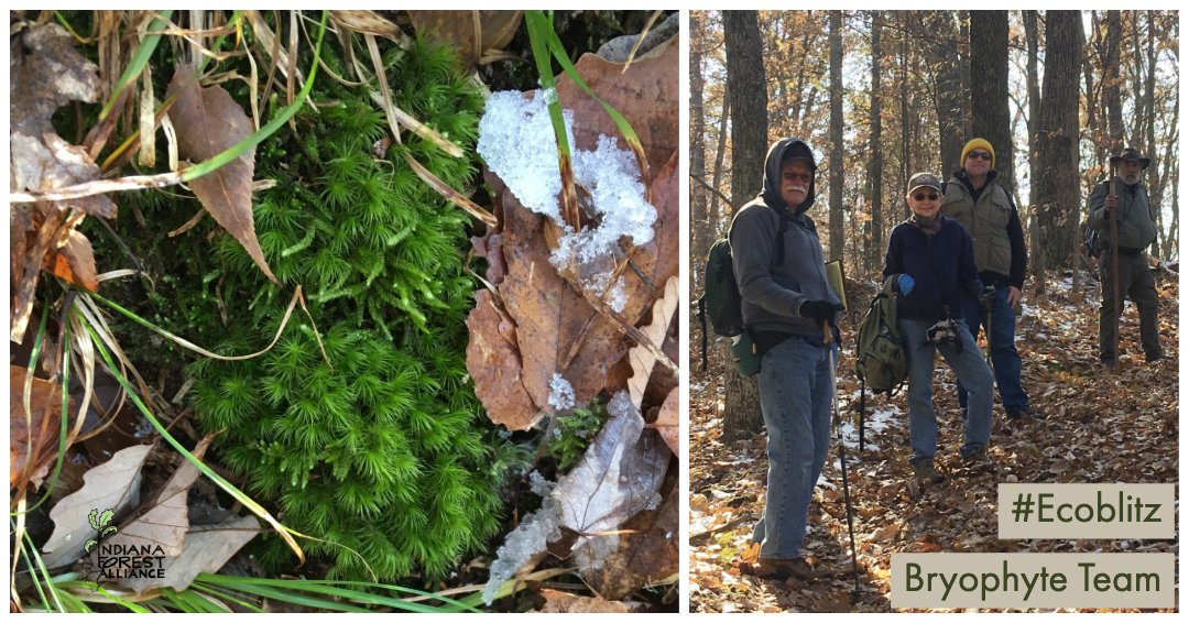 INforests's tweet photo. Shout out to IFA's #Ecoblitz bryophyte team, Myron & Linda Cole, Jeff Luzar, and Joe HIscox. Last weekend, they uncovered Windswept Broom Moss, along with many other mosses yet to be identified. You can support IFA's work at https://t.co/zA5BAYxMww and be part of our team! https://t.co/n1I2yqY6tF