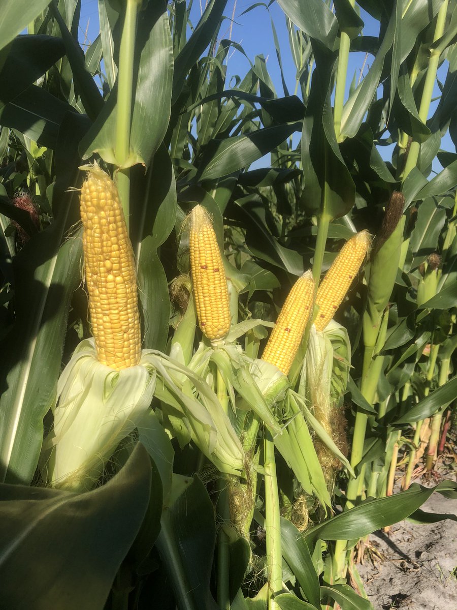 FKPPRICE's tweet photo. Not bad for corn planted 9/12! #NKSeeds #happycows #AgrisureTraits #Enogen #harvest19 #technologygeneticsvalue https://t.co/Mmt1Rghefv