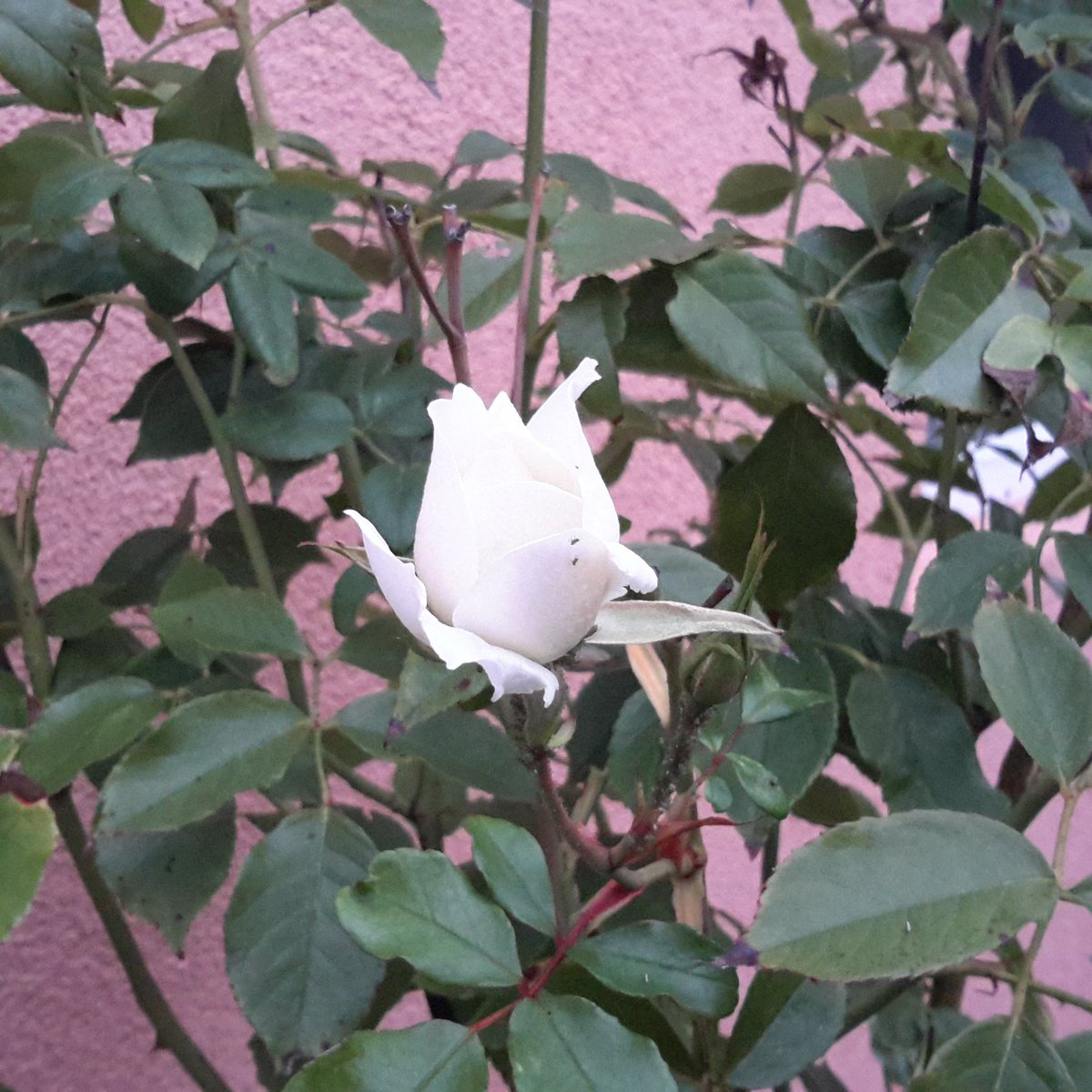 PR_steine's tweet image. #Blütenzauber im #Spätherbst.