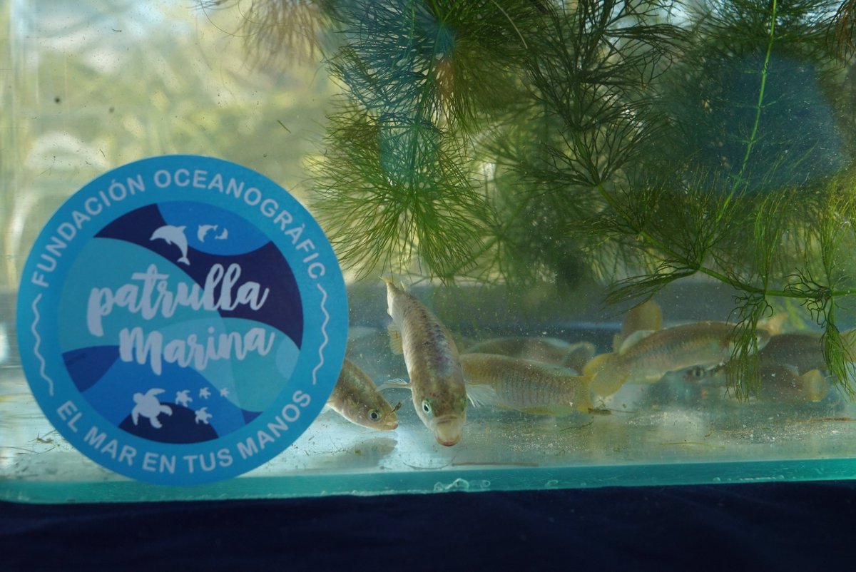 Oceanografic_vl's tweet photo. 🌾🐟 ¡Nuestro Lago Vivo da la bienvenida a más de 1000 #samarucs!

Se trata de un programa de conservación entre la Fundación @Oceanografic_vl  y la @GVAagroambient  para reproducir a esta especie emblemática de la Comunitat Valenciana y en ⚠ peligro crítico de extinción. https://t.co/jmPvD1nOiD