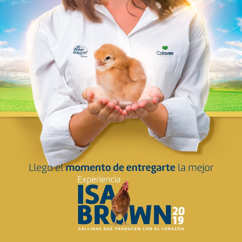 colavescol's tweet photo. ¡Ya está aquí! La 🐔#ExperienciaISABrown2019🐔 llega cargada de mejoras y estrategias para brindarle a nuestros clientes, toda la información de la línea genética de las ponedoras más productivas. #TrabajamosConElCorazón​ ​#Avicultura​ ​#Colaves​ ​​ ​#Avicultor #Veterinario https://t.co/C7Q0XCHz5Z