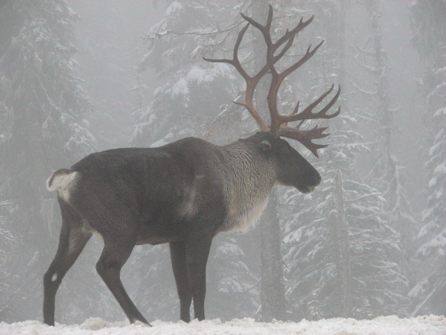 claudiawultsch's tweet photo. Functional responses to anthropogenic linear features in a complex predator-multi-prey system
#wildlife #wolf #caribou #moose #ecology #predatorpreyinteractions
📷: Steve Forrest
https://t.co/gr2QKWeJTB https://t.co/KF5x5Yt7mc
