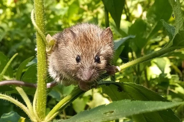 #Hantavirus: Zona de riesgo ☣️🐭
Un grupo de investigación relacionó variables climáticas, ambientales y poblacionales con los casos de síndrome pulmonar por hantavirus ocurridos entre 2004 y 2015 en #EntreRíos. RT <a href="/nex_ciencia/">NEX Ciencia y Tecno</a>:  bit.ly/35e4x82