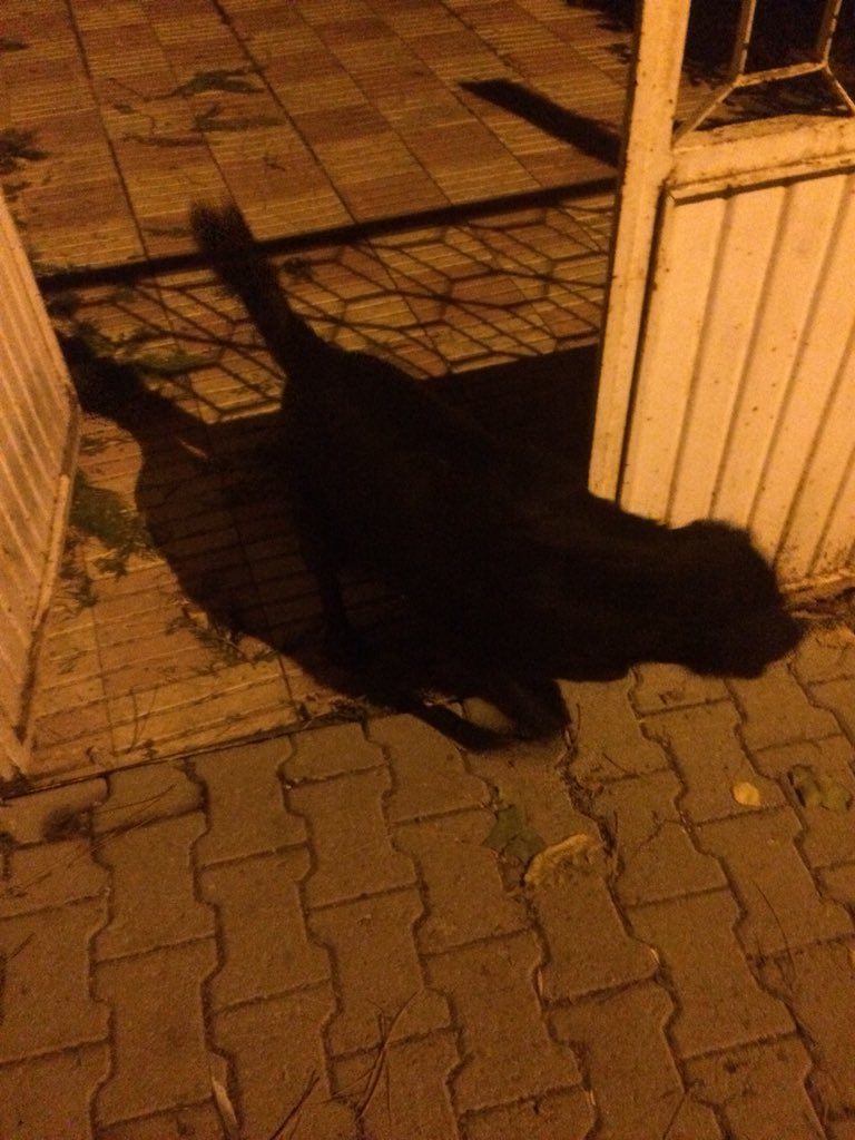 Bugün biraz dolaşmaya geç çıktık diye küstü yüzüme hiç bakmadan geziyoruz 😅