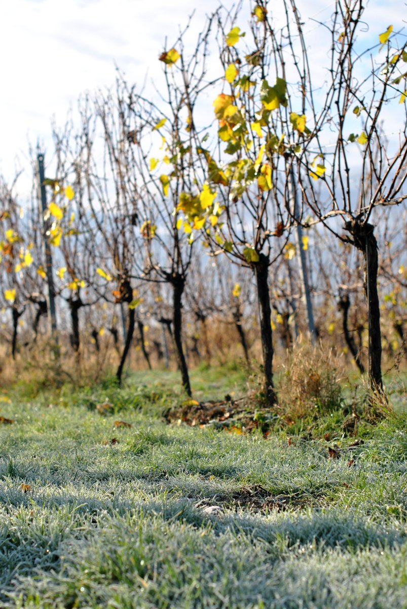 It was a frosty morning in Woodchurch. The leaves have almost all fallen. 🍂 We're due to start pruning on Monday.  #ukfrost #pruningvines #gardenofenglandwine #englishwine