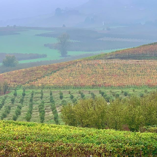 #Barolo Country #Verduno #DiegoMorra #Alba #LaMorra #barololovers #Nebbiolo #Barbera #Piemonte #Tartuffo #Wine #MasterLiving ift.tt/2XrGJuA #MasterLiving