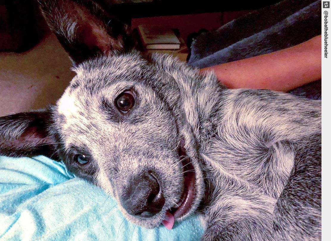 On this glorious #tongueouttuesday, please enjoy this photo of Boba awaiting a #bedtimestory. 😍 . . . #bobatheblueheeler #puppy