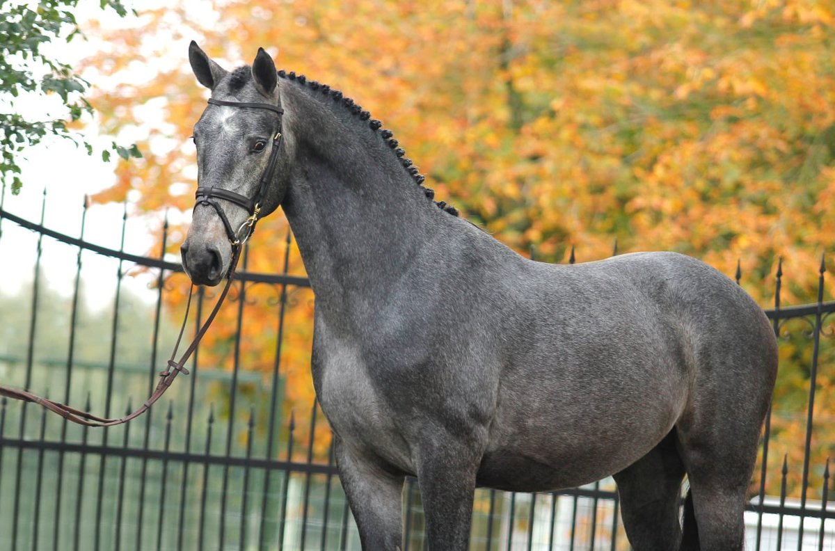 Lot #43 in Addington Elite Winter Collection: brightwells.com/lot-details/44…