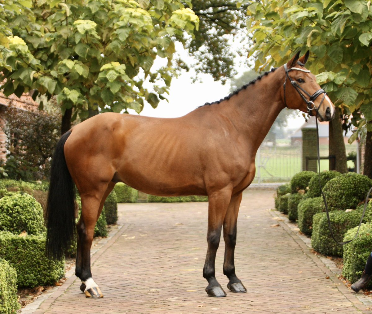 Lot #11 in Addington Elite Winter Collection: brightwells.com/lot-details/44…