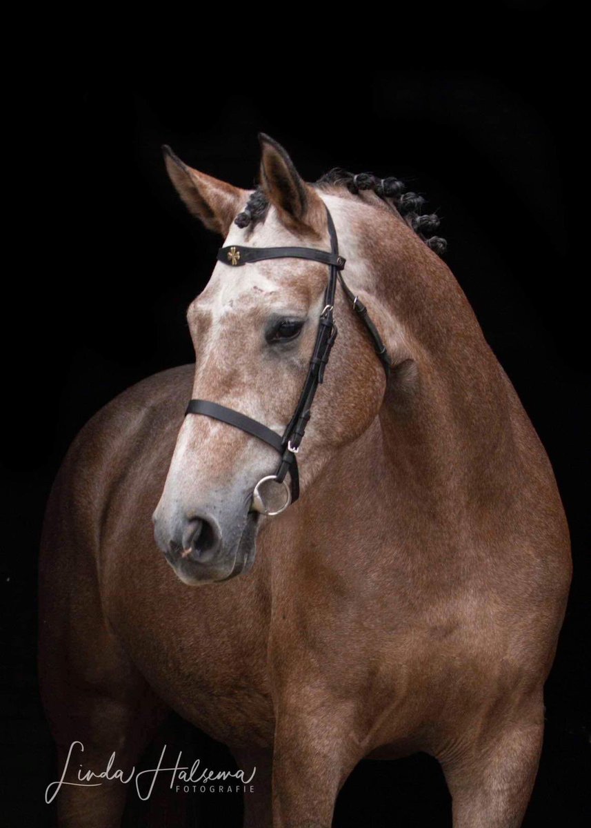 Lot #20 in Addington Elite Winter Collection: brightwells.com/lot-details/44…