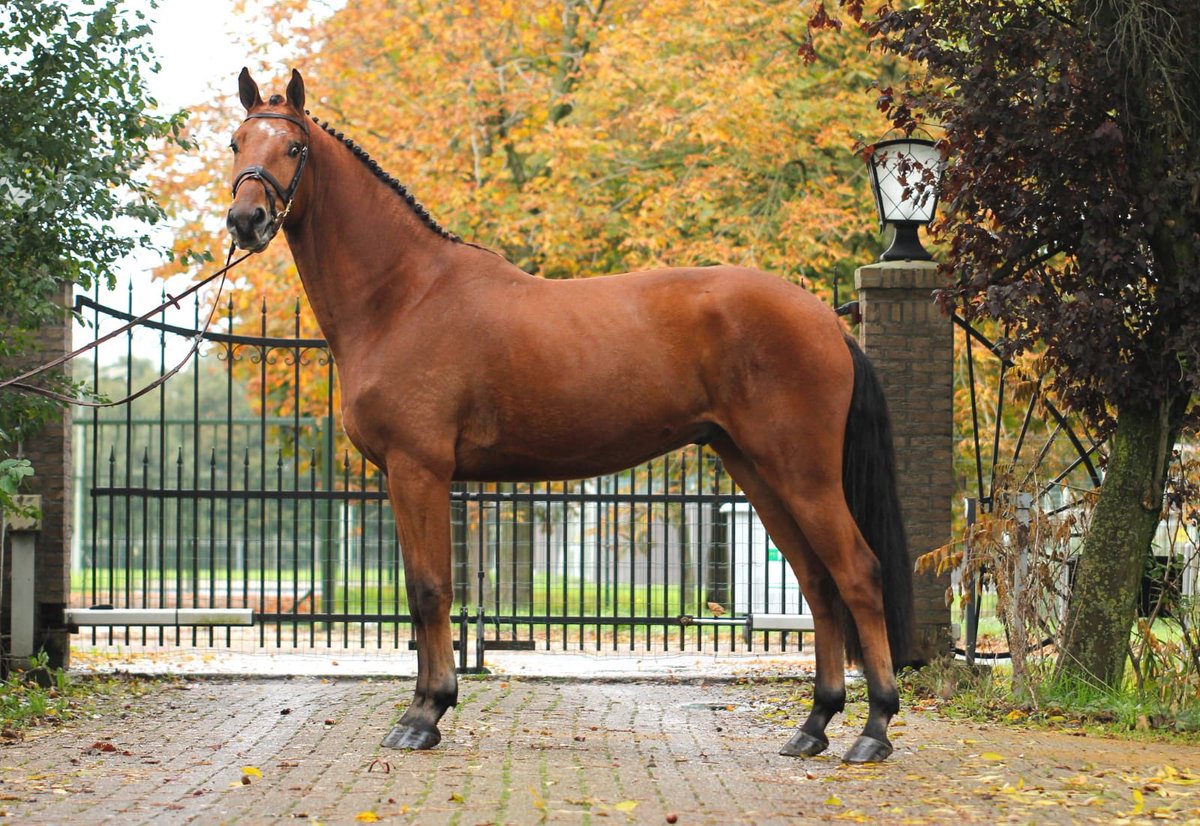 Lot #21 in Addington Elite Winter Collection: brightwells.com/lot-details/44…