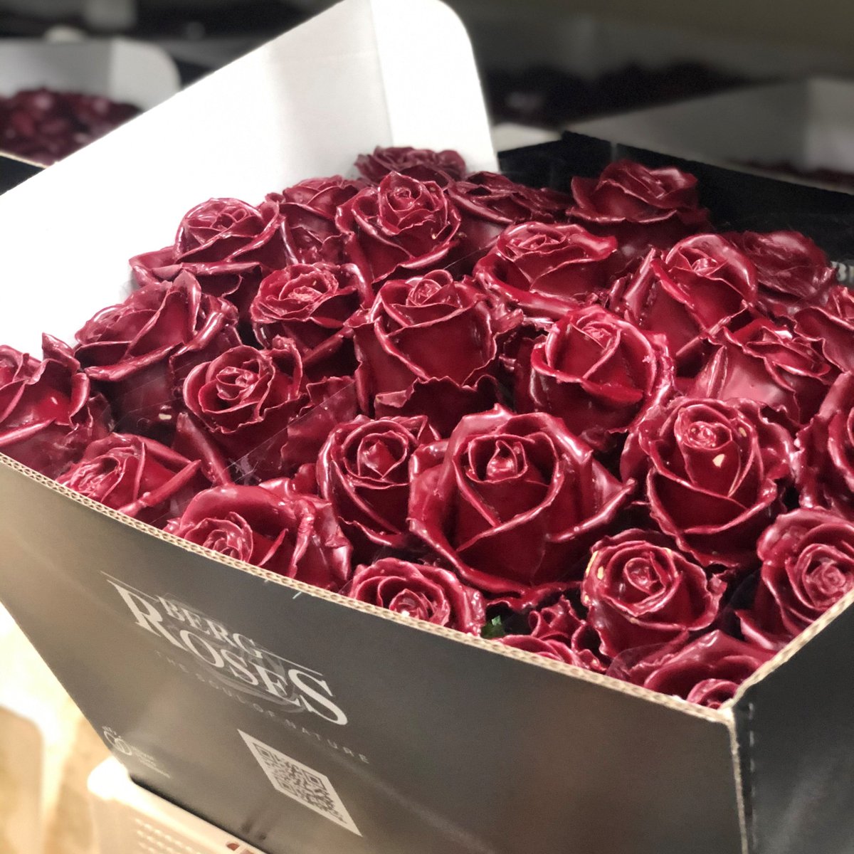 #WAXROSE BORDEAUX
From September till Christmas we offer waxed #Avalanche+ roses. Fresh flower heads covered with a layer of wax. Wax rose Bordeaux is a real eyecatcher within our assortment. Beside Bordeaux we have an infinite colour palette of waxroses. sales@bergroses.com