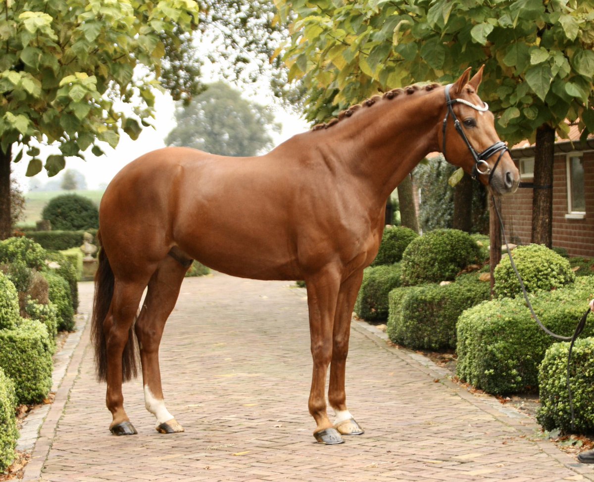 Lot #29 in Addington Elite Winter Collection: brightwells.com/lot-details/44…