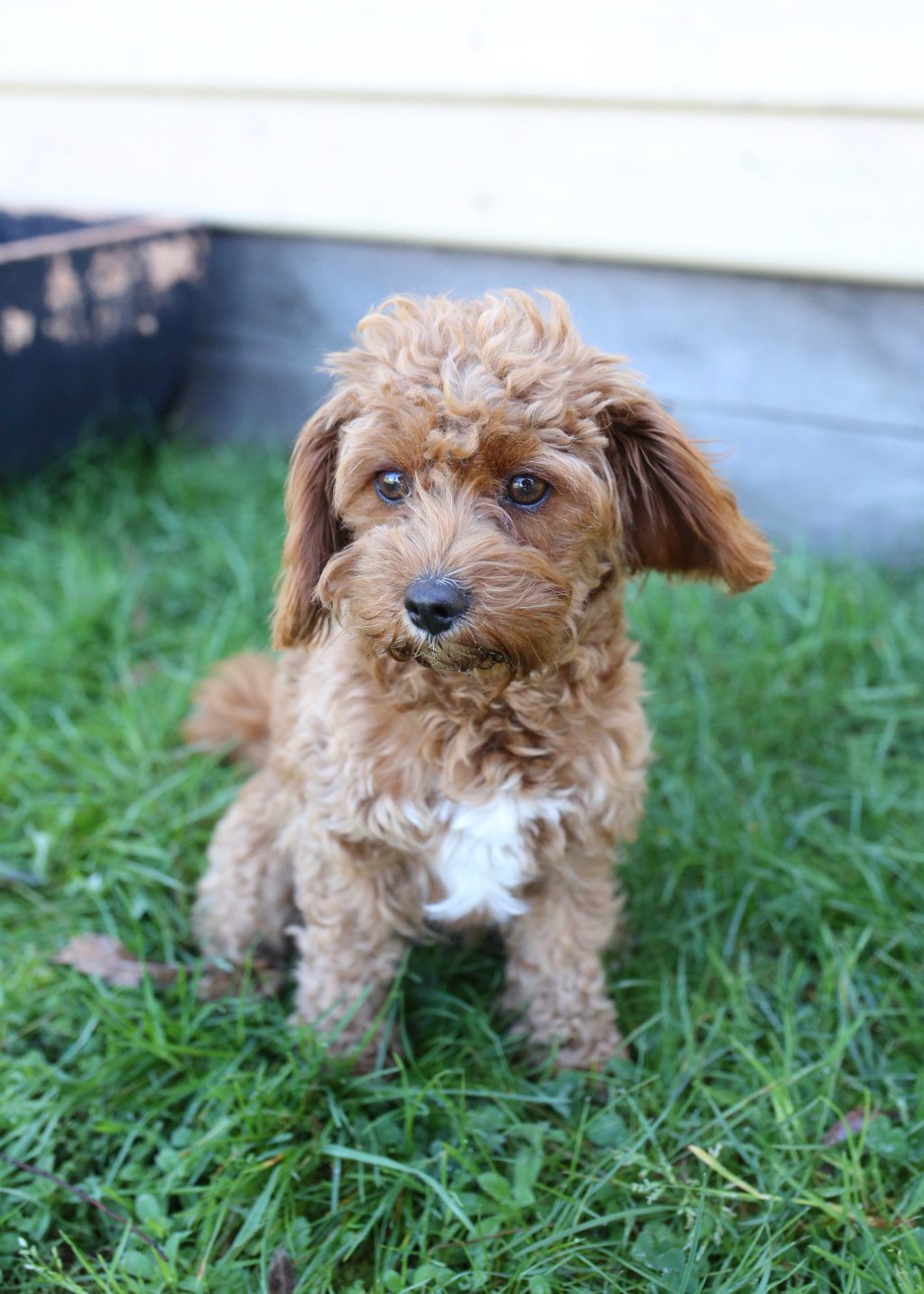 Banksia park cavoodles sales
