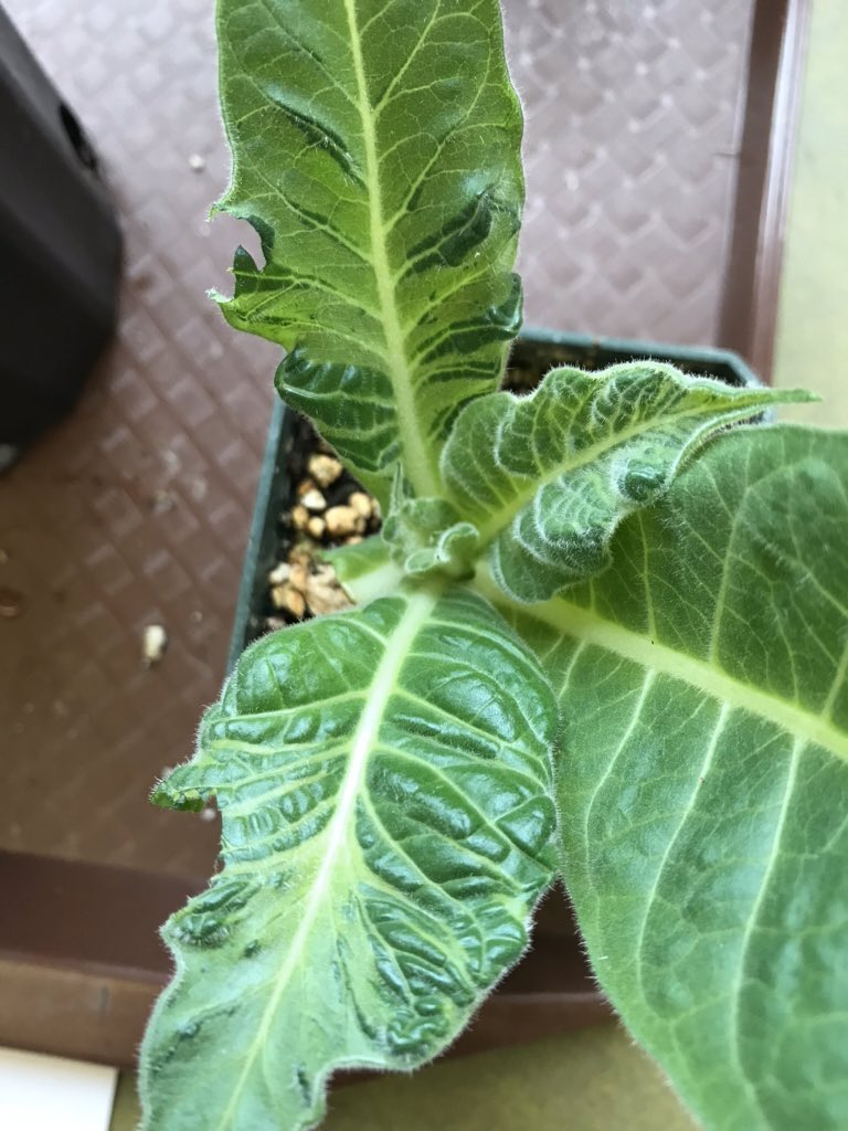 AlexWongScience's tweet photo. Virus ๐ฆ lab in #BOT350! Did you know tobacco mosaic virus can be found in cigarettes and still be infectious?!? Also look at these cool symptoms of Gemini virus and tobacco etch virus! https://t.co/1YDIjn9xcZ