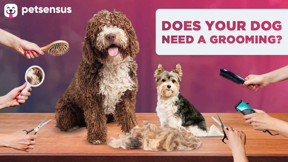 PetSensus's tweet photo. Fur, nails, ears and paws. Nowadays #doggroomers are the best friends of our #canine pups. All dogs can use a haircut every now and then, but for #dogs with longer #coats grooming is a must.

Wherever you are you always can find a dog #groomer here: https://t.co/lIvusiPSFH https://t.co/Hjqy7t7FCL
