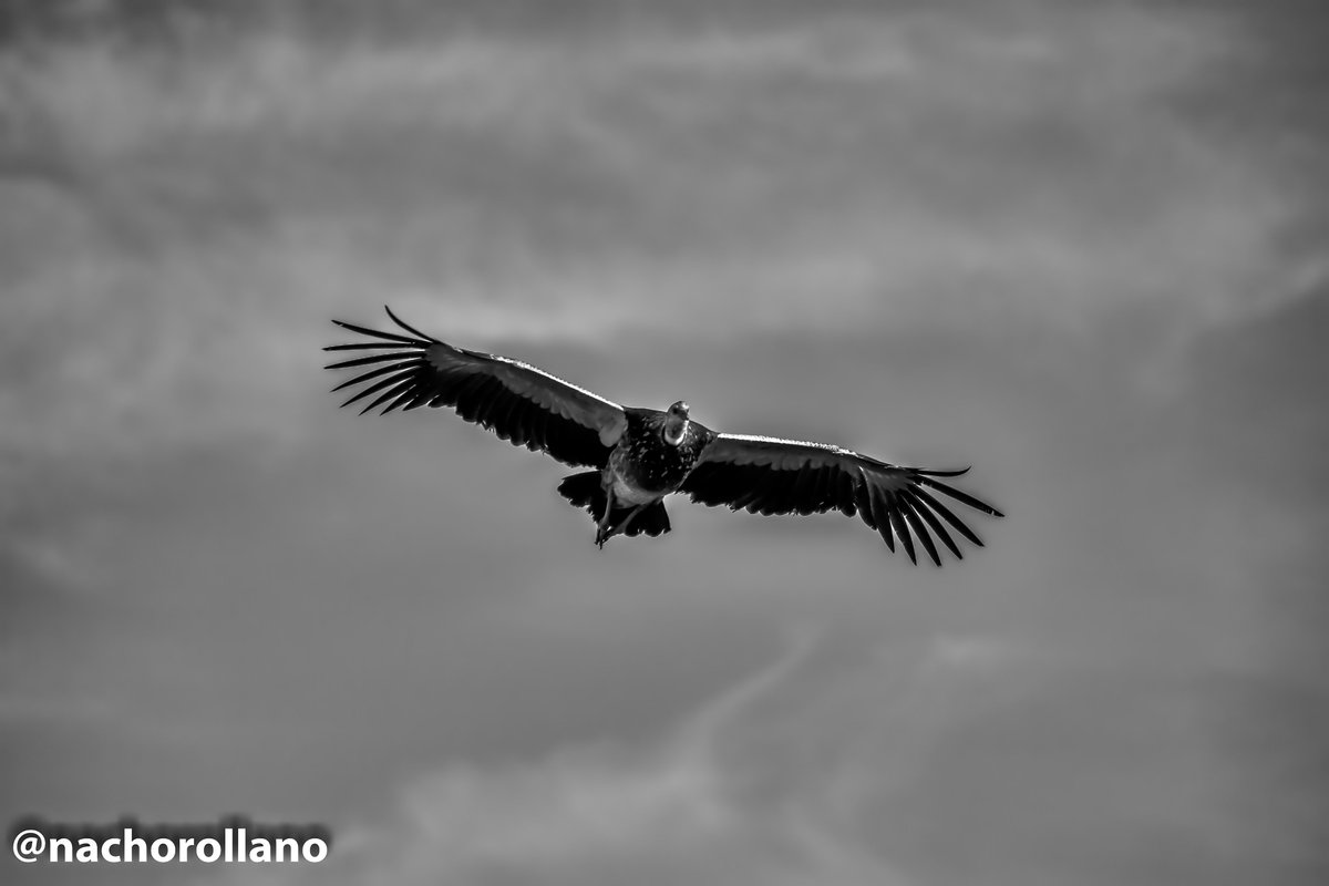 NachoRollano's tweet photo. Chajá (Chauna torquata) #SonyAlpha #sonya6000 #sony70200f4 https://t.co/t6xOoEYlxu