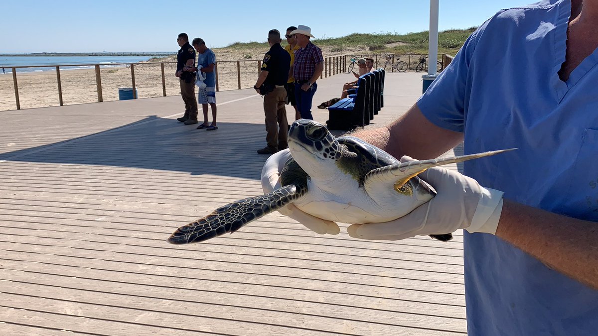 13AngeloVargas's tweet photo. Space X and sea turtles. Two separate stories... https://t.co/T5uTFHsWfl