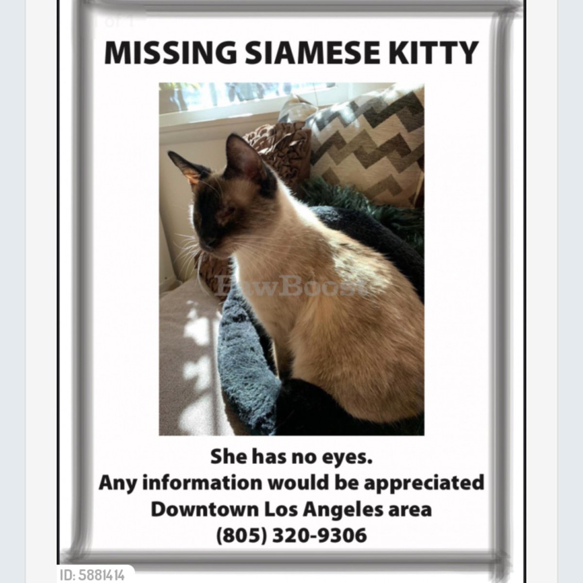 SoCaSiameseResc's tweet photo. Still missing! #findtheia
Downtown LA, Wilshire and the 110 area, Ingraham Street.
Theia is blind. 7 lb female Sealpoint Siamese cat wearing purple rhinestone collar. https://t.co/RXNBOBKvp6