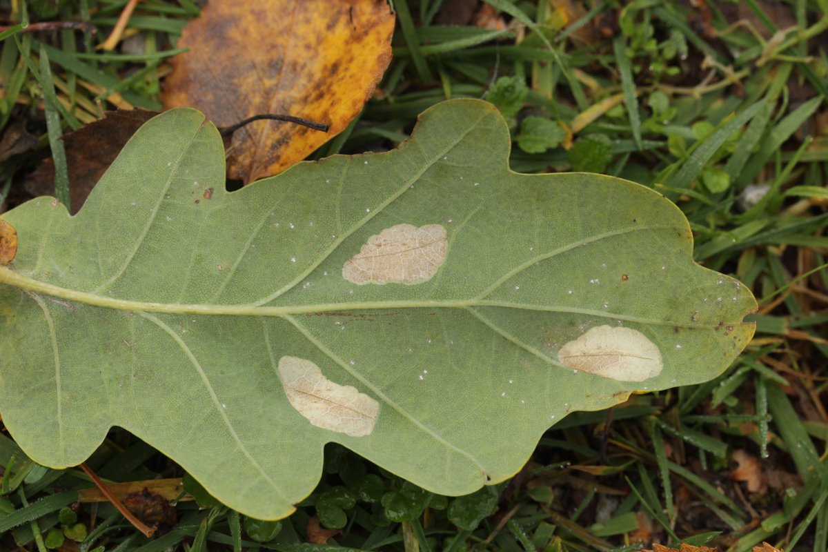 RPilze's tweet photo. Microstroma album
#Microstromaalbum #Microstroma #Quercusrobur #Eiche #oak #smut #smutfungus #Brandpilz #mushroom #mushrooms #fungus #fungi #pilz #pilze #champignons #champignon #nature #natur https://t.co/7Usk76WNfQ