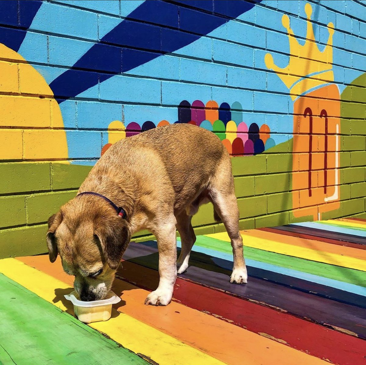 KingofPopsCLT's tweet photo. Our friend Chester has been happily taste-testing our King of Pups treats since 2006.

📸 via dogclt (insta) https://t.co/WCG2ieqveY