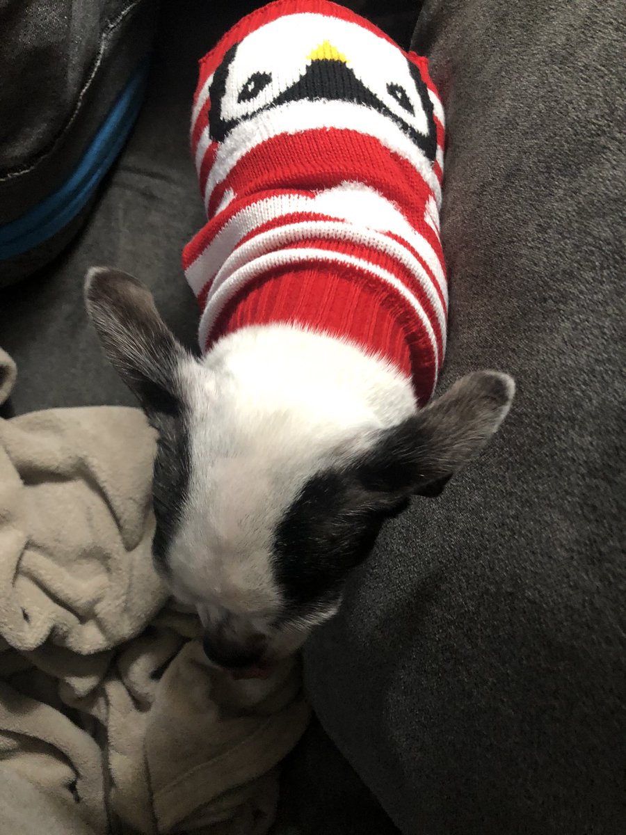 alex_beyersdoer's tweet photo. Got my dogs matching Christmas sweaters but they don’t like each other so no cute pics:(( https://t.co/Uamrw23Icy