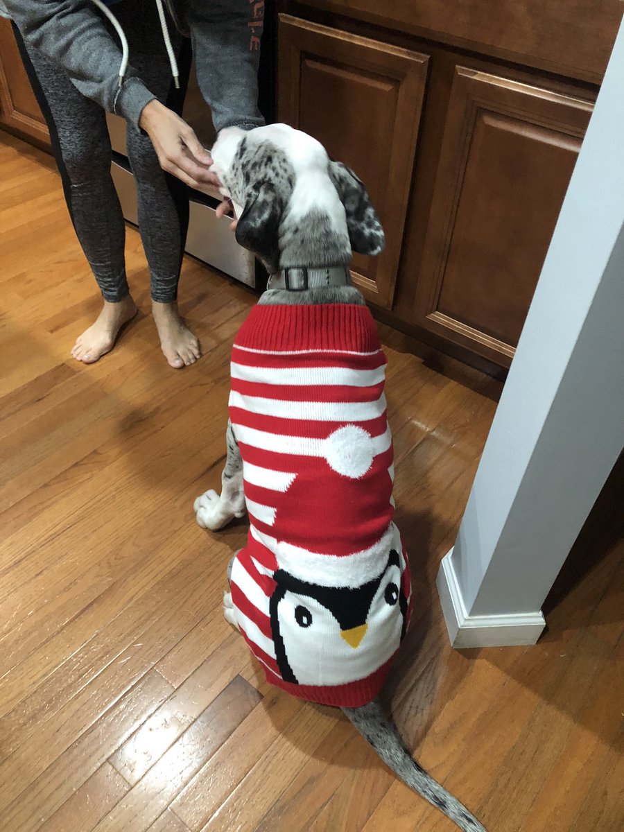 alex_beyersdoer's tweet photo. Got my dogs matching Christmas sweaters but they don’t like each other so no cute pics:(( https://t.co/Uamrw23Icy