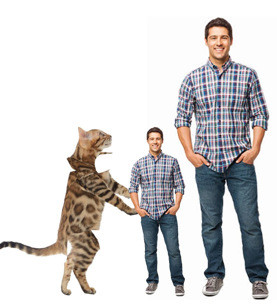 cat vs human shrunk until the head 
