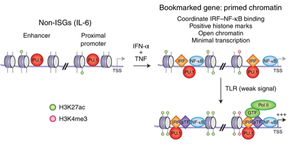 Nature Immunology (@natimmunol) on Twitter photo Ivashkiv and colleagues|<a href="/ivashkivlab/">Ivashkivlab_HSS</a>| review the mechanisms by which #interferon signatures and IFN #epigenomic signatures are generated and the functional consequences of these signatures in homeostasis and #autoimmune diseases.
doi.org/10.1038/s41590… Ivashkiv and colleagues|<a href="/ivashkivlab/">Ivashkivlab_HSS</a>| review the mechanisms by which #interferon signatures and IFN #epigenomic signatures are generated and the functional consequences of these signatures in homeostasis and #autoimmune diseases.
doi.org/10.1038/s41590…
