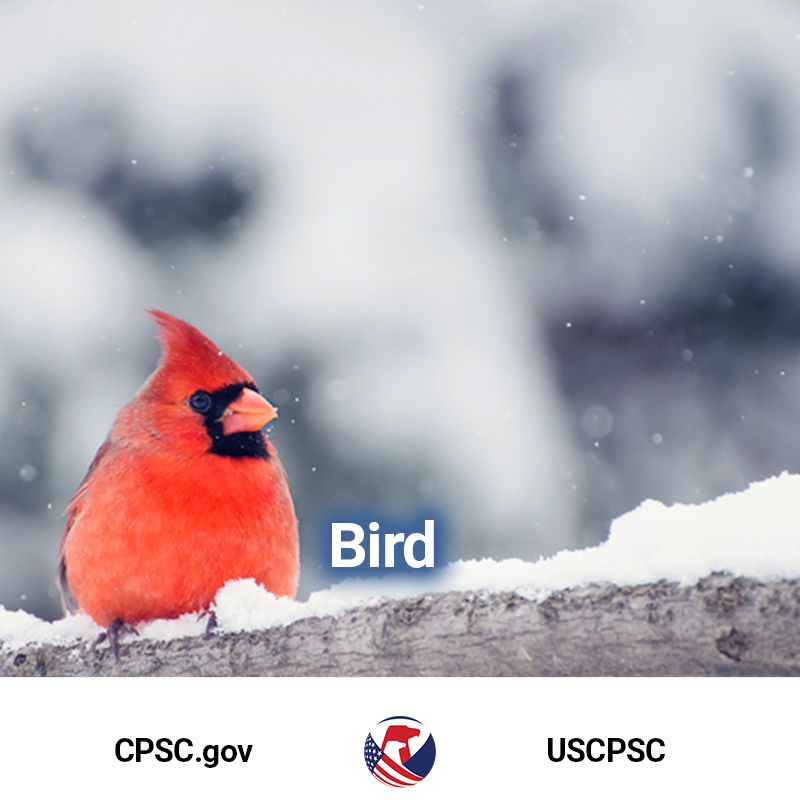 A little red bird sitting on a snowy branch.