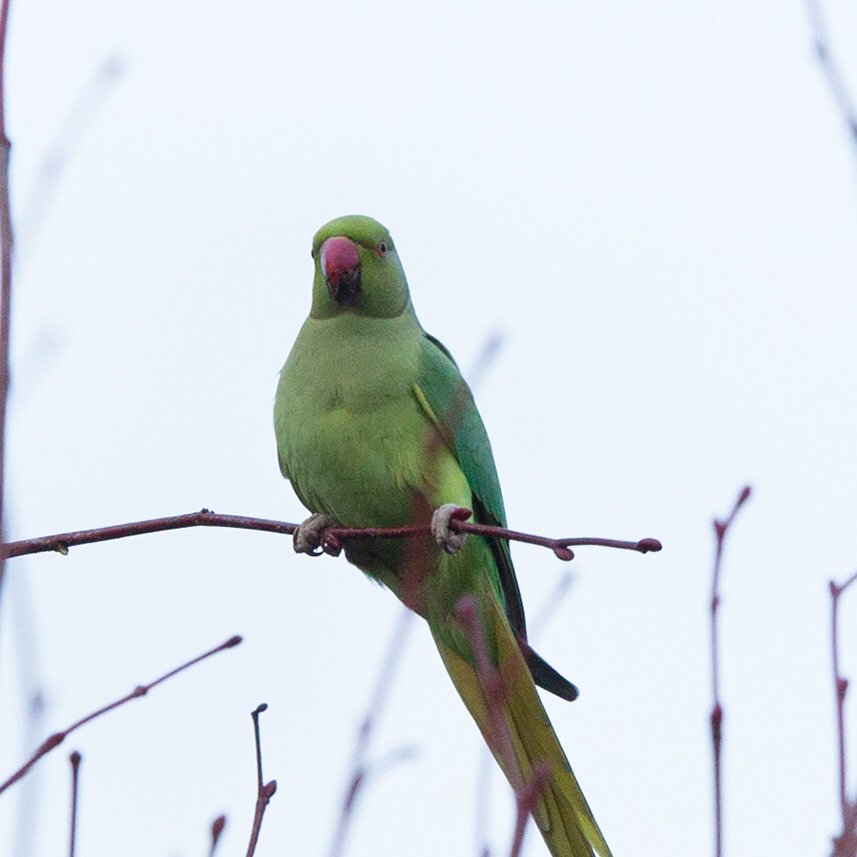 These beautiful parakeets are spotted across my Windsor constituency almost all year round, unlike me! 

#AbsentAdam #Tellmehaveyouseenhim #Windsor #GreatPark #doIevenexist #ConforWindsor #Conningeveryone #AnyonebutAdam #ABA
#Windsordeservesbetter
