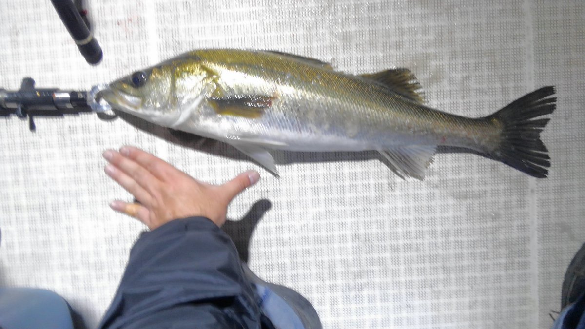 「今日はものすごく楽しかったー…釣りに行ったんです。すみませんボク釣りに行きました」|幸村誠のイラスト