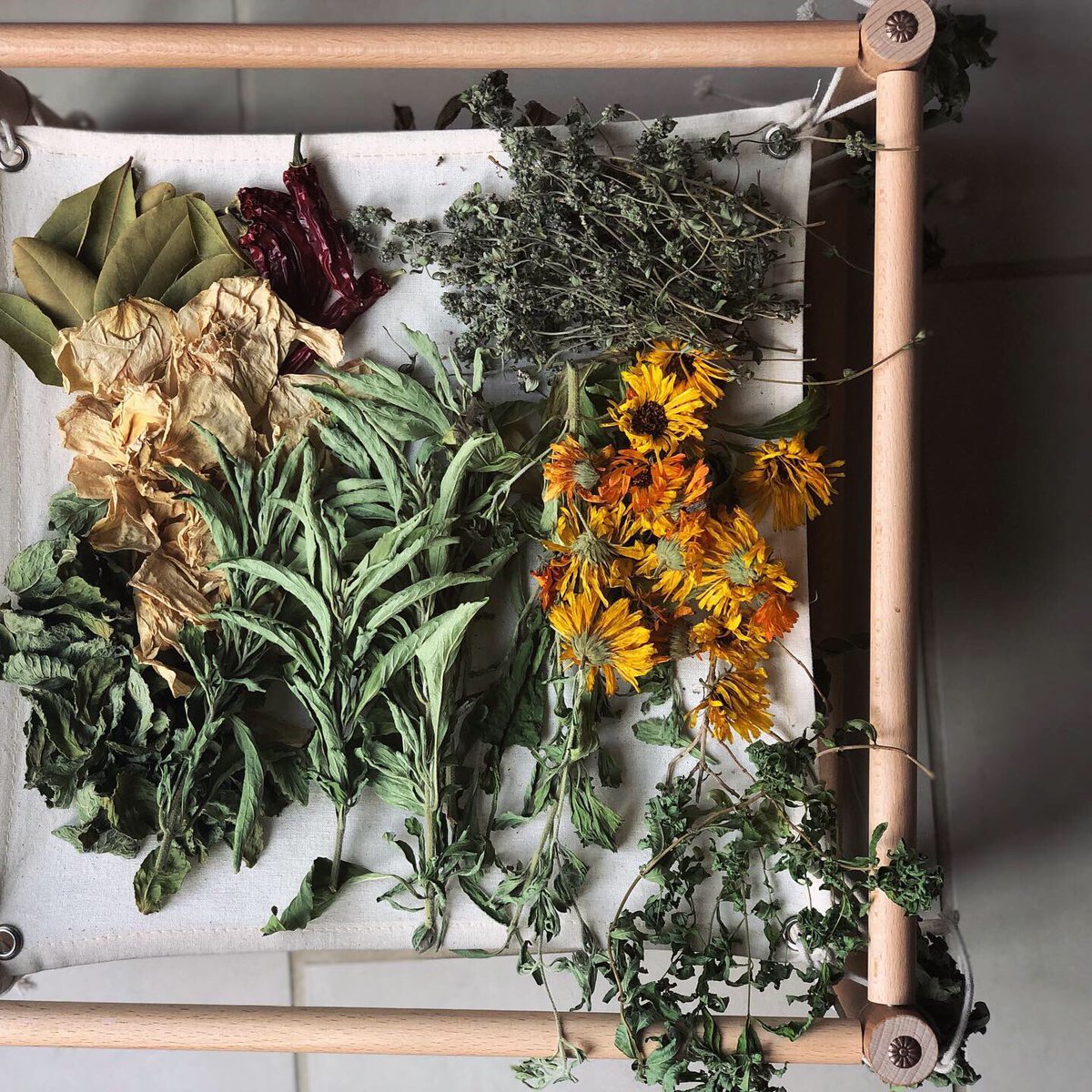 EllenMaryGarden's tweet photo. Herb drying in action! 🧡💜
#herbs #herbal #herbdrying https://t.co/xFfzyNjIAs