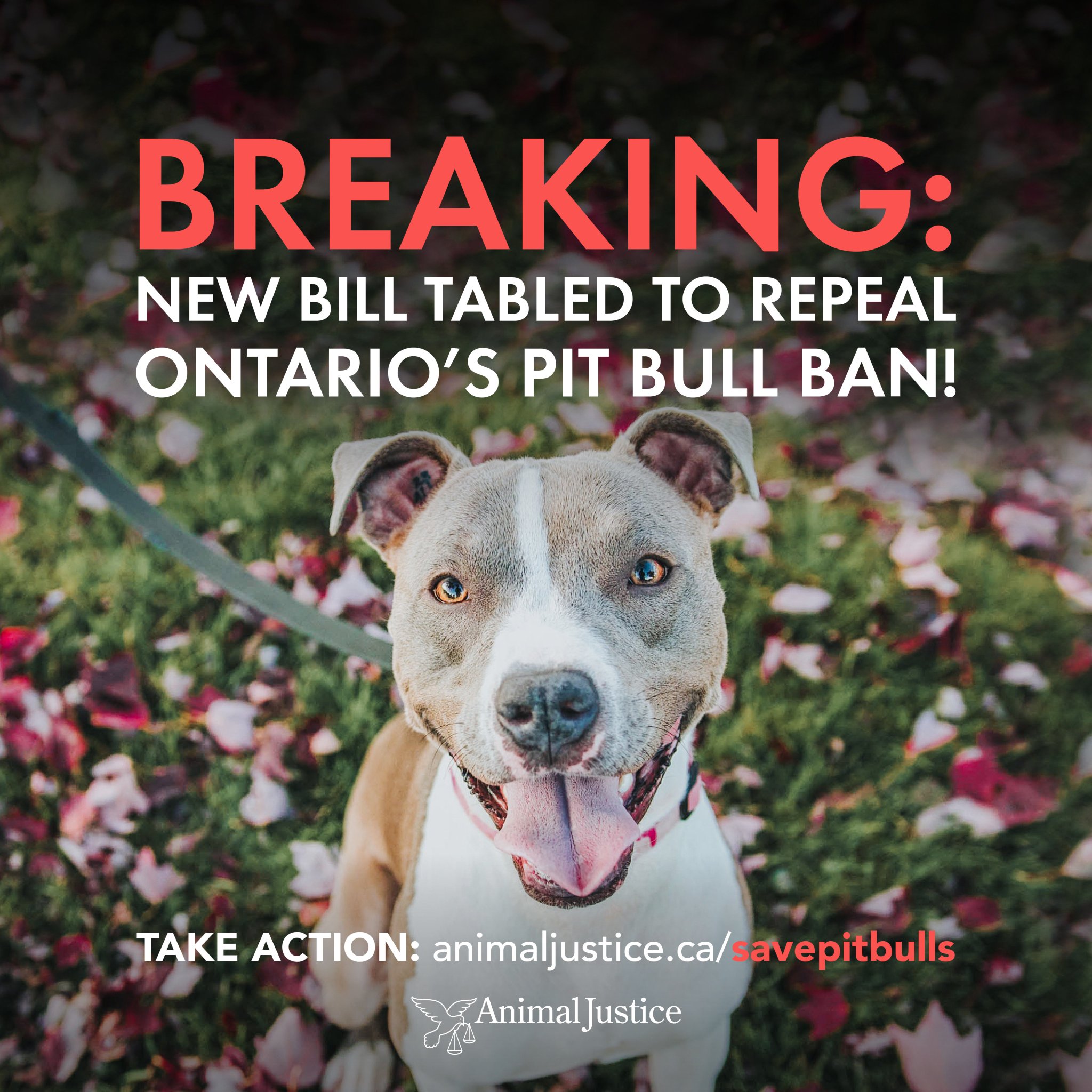 Are Pitbulls Banned In Ontario