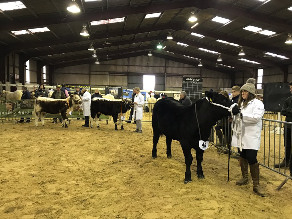 Shearwell's tweet image. Great day supporting the South Eastern Prime Stock Winter Fayre at Ardingly. Well done to all that took part &amp;amp; the organisers, great turn out. #WinterFatstock #Chilly🥶 #RubyDog