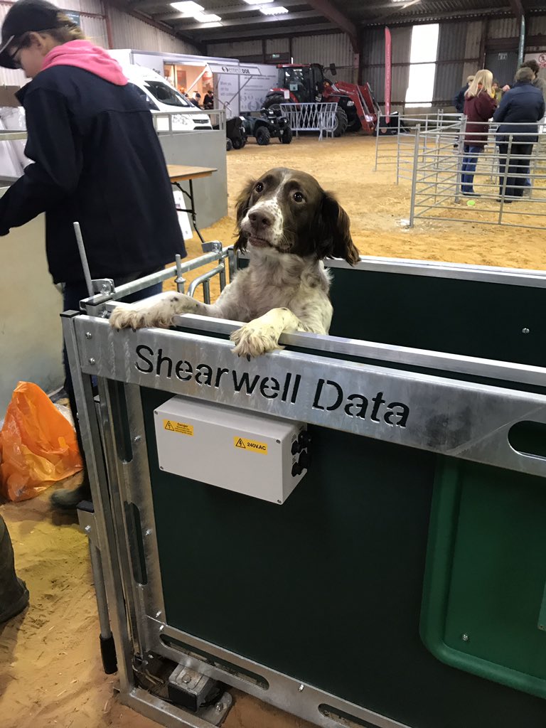 Shearwell's tweet image. Great day supporting the South Eastern Prime Stock Winter Fayre at Ardingly. Well done to all that took part &amp;amp; the organisers, great turn out. #WinterFatstock #Chilly🥶 #RubyDog