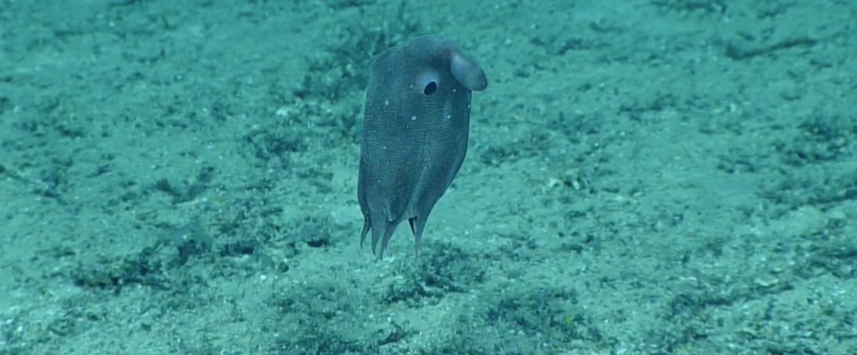 echinoblog's tweet photo. MOAR DUMBO OCTOPUS! swimming away! Opisthoteuthis, about 970m Berg Bits on #Okeanos https://t.co/SPKZPoseQJ