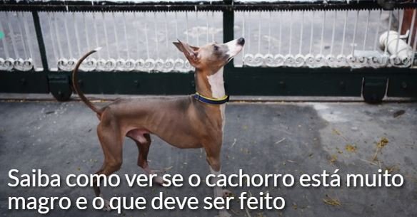 petnutsaudavel tweet media